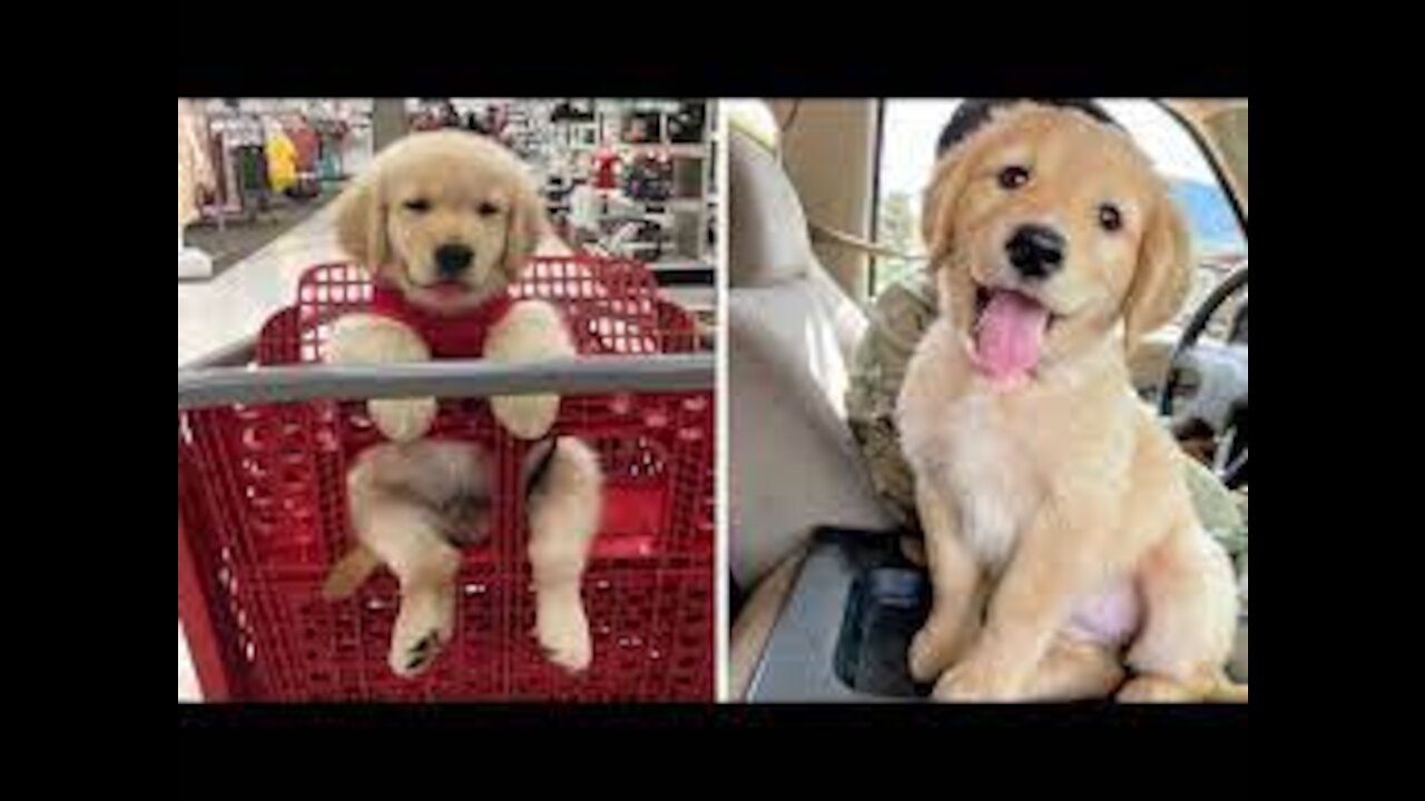 Cute and Funny Golden Retriever Puppy videos!