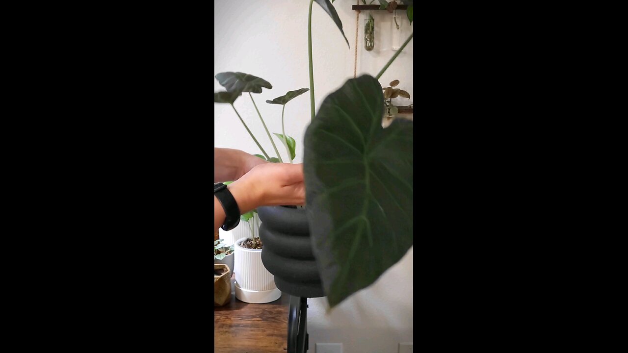 alocasia regal shield repot