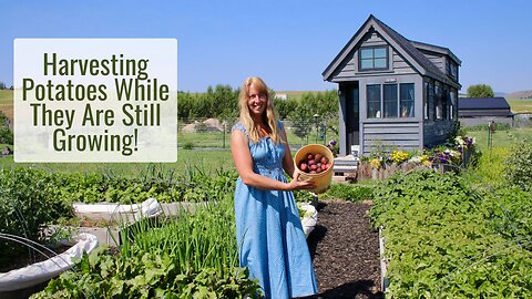 Harvesting Potatoes While They are Still Growing! New Potatoes Picked by Hand From Raised Beds