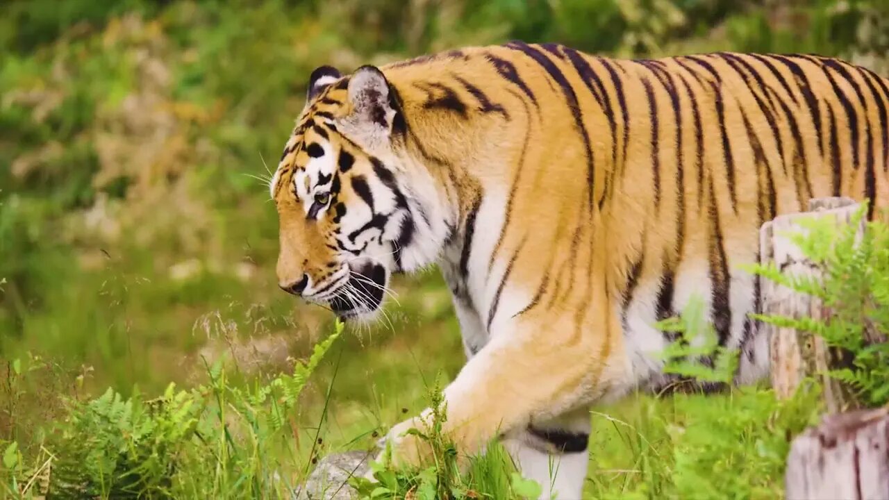 Is the tiger the king of the forest1