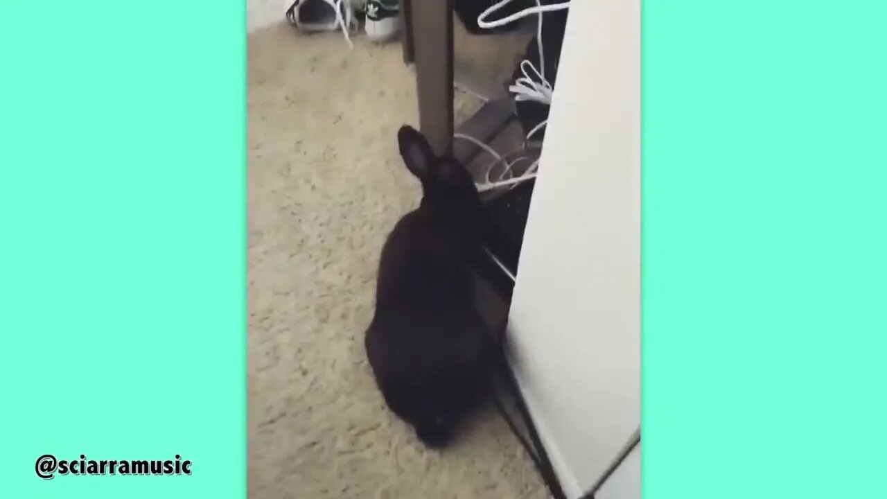 How Rabbits Choose Their Favorite Person