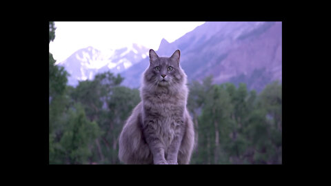 Cats walk in nature