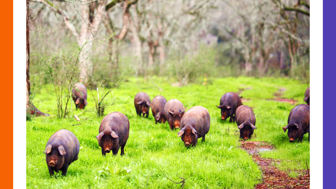 Farmer Arrested After 1000+ Hogs Perish
