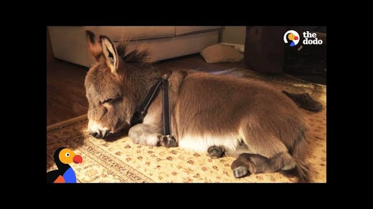 Tiny Donkey Thinks He's Actually A Dog