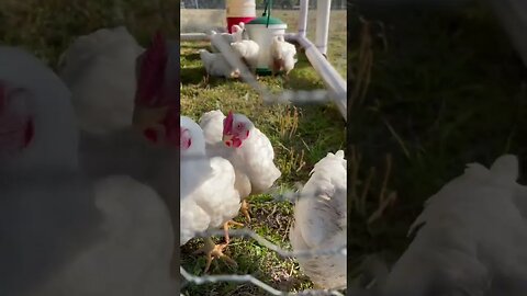 Chicken guards! #cornishcross #chicken #farming