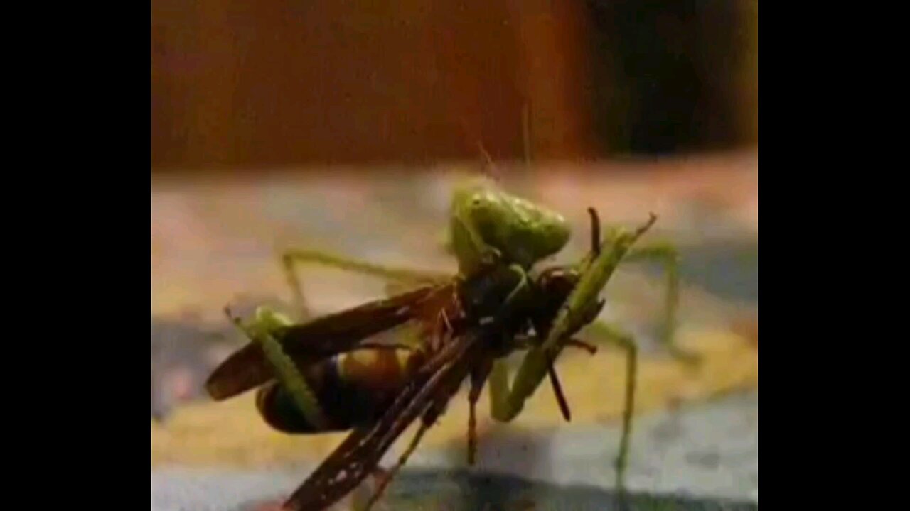 Wasp gets dismantled by a Preying Mantis