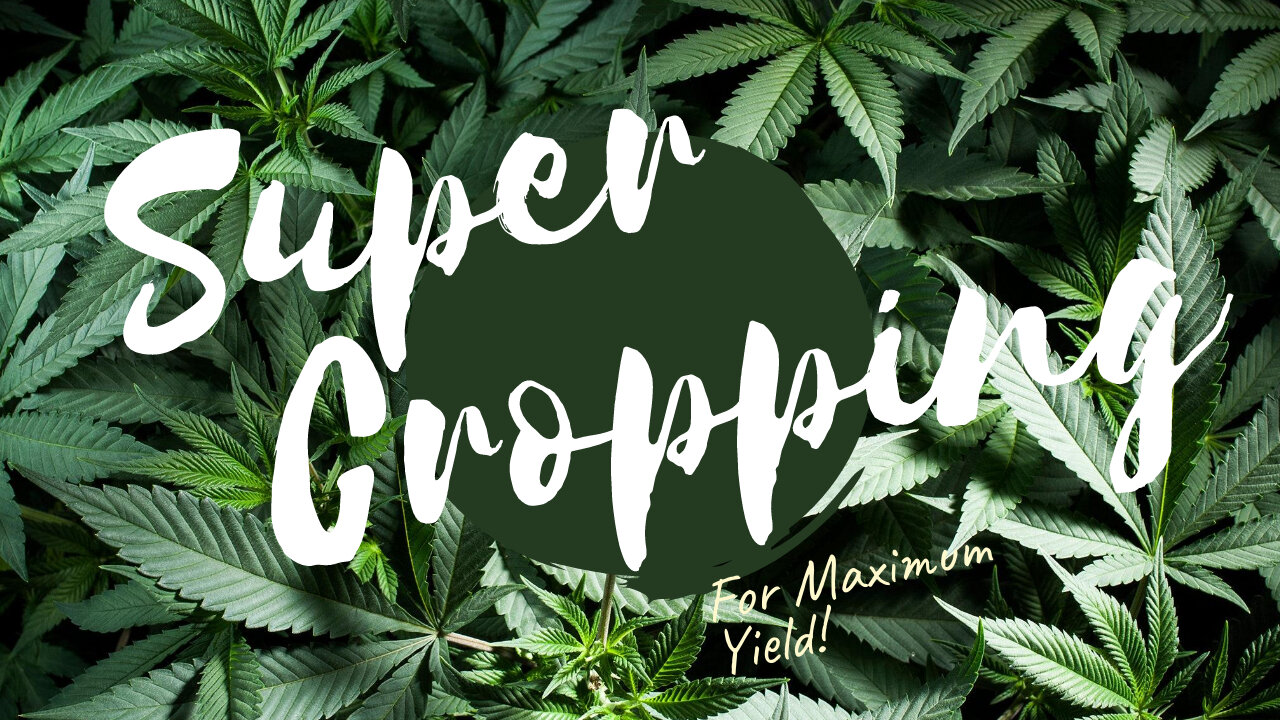 Super Cropping For Maximum Yield