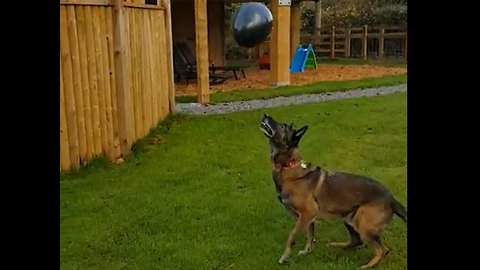 Everyone needs a German Shepherd in their life