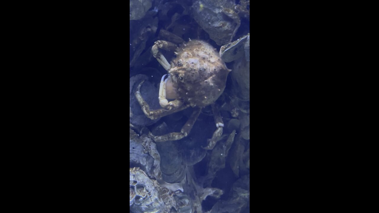 Crabs having lunch.