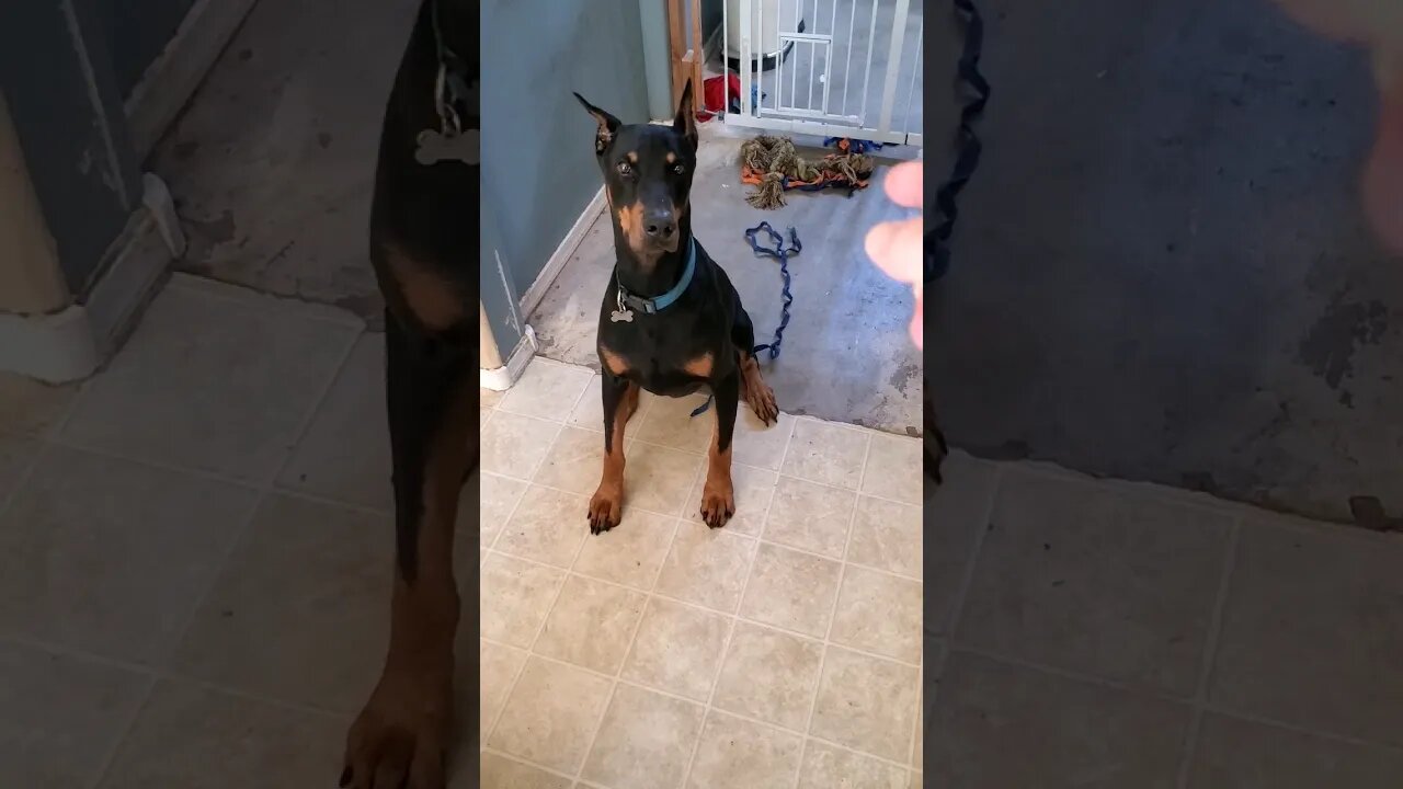 ❤️🐕#Dobermans are SMART and POWERFUL! #doberman #dobermanlove #dobermantraining #dobermanpinscher