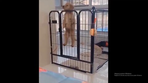 Baby Dogs Video - Cute Pets And Funny Animals 2020 Compilation #July 2021