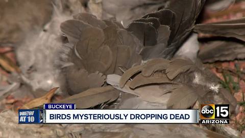 Dozens of dead birds pop up in Buckeye neighborhood