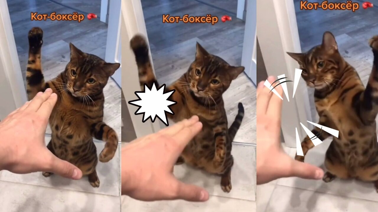 Cat It will shock you if you watch this video
