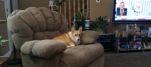 A corgi profile