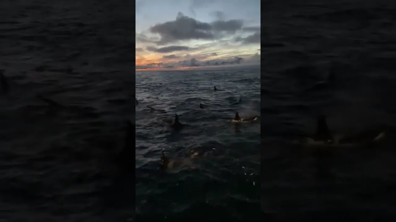 Killer Whales surround fishing vessel.