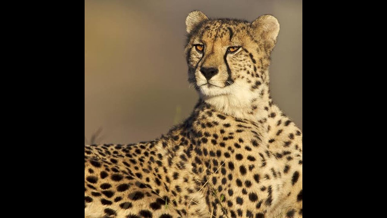 The Agile Cheetah: Speed Demons of the Savannah