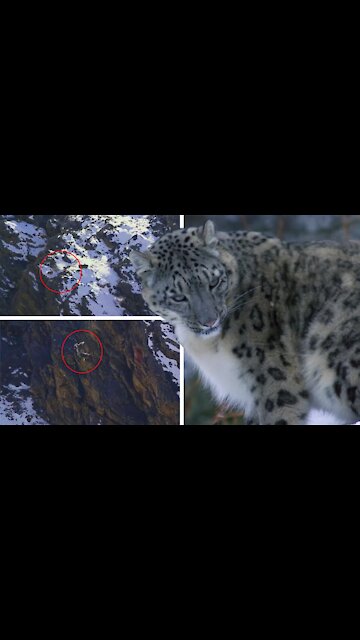 Super beautiful snow leopard hunt