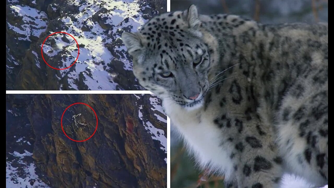 Super beautiful snow leopard hunt