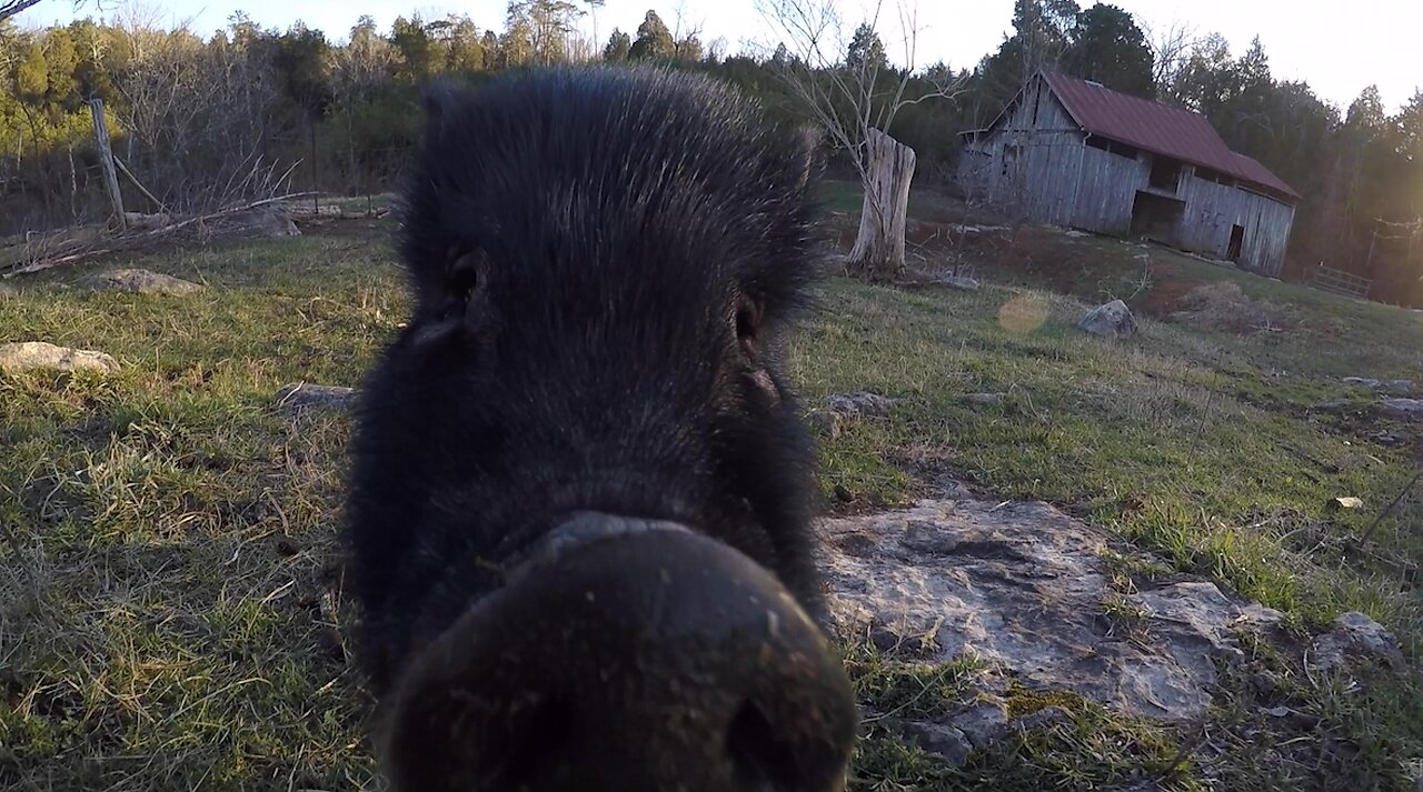 WE LOVE PUMBA, THE EAST TENNESSEE PIG!