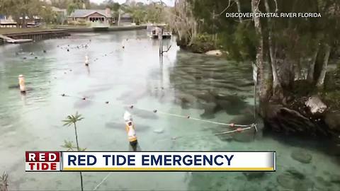 Red tide blamed for deaths of at least 97 manatees in Florida this year