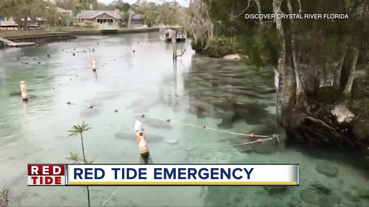 Red tide blamed for deaths of at least 97 manatees in Florida this year