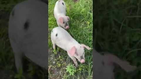 Morning with the Piglets #shorts #short #piglets #piglet #pig #pigs #hog #hogs