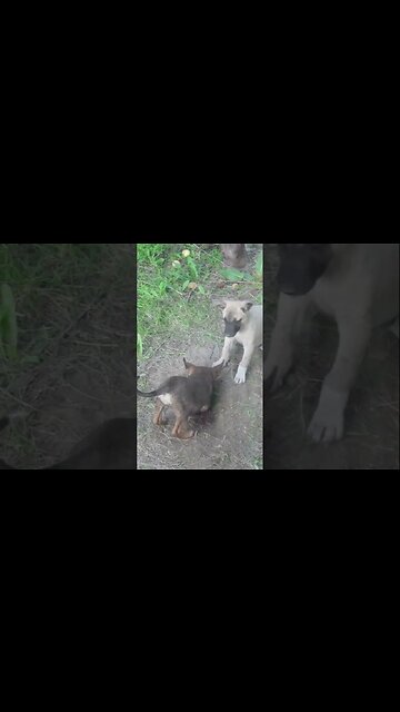 Собаки-кладоискатели, копают