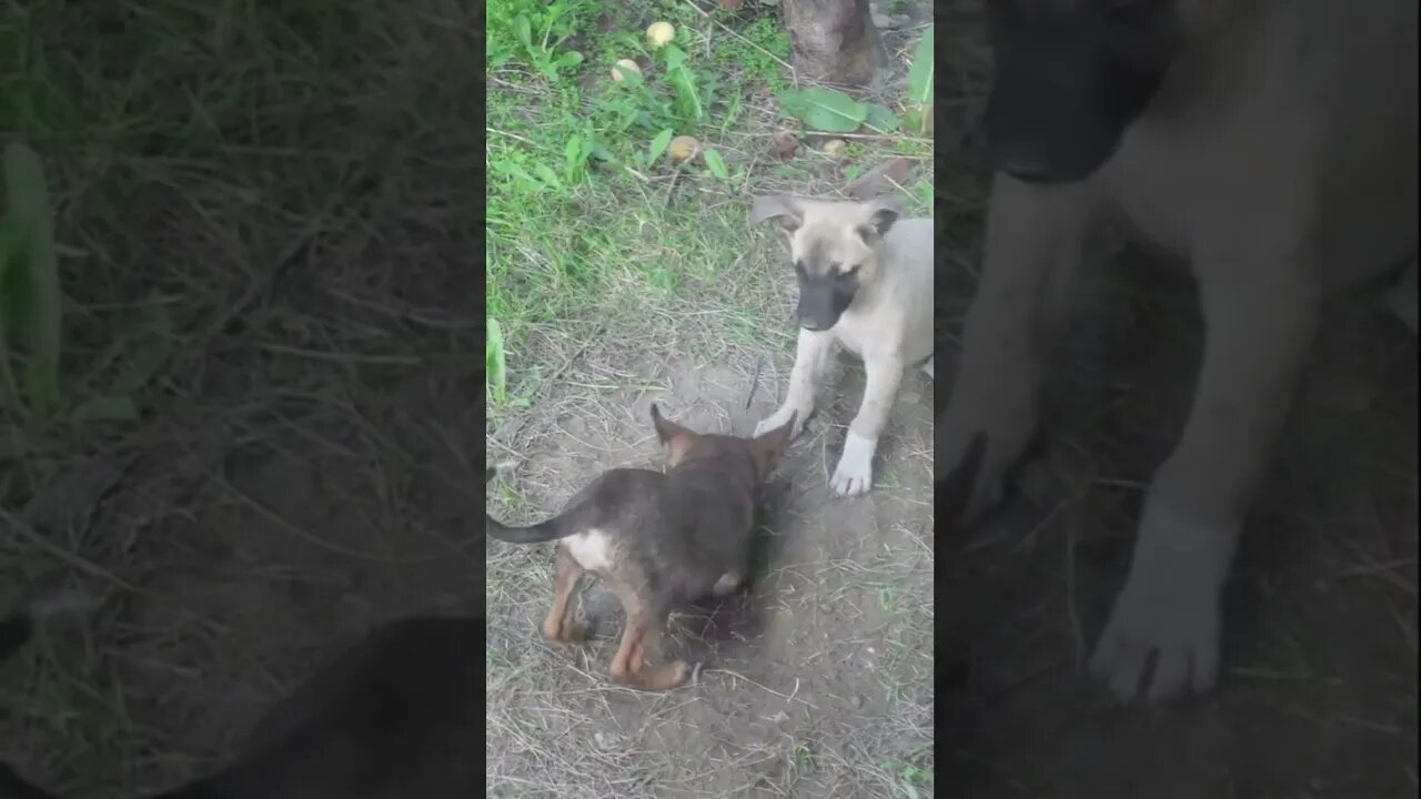 Собаки-кладоискатели, копают