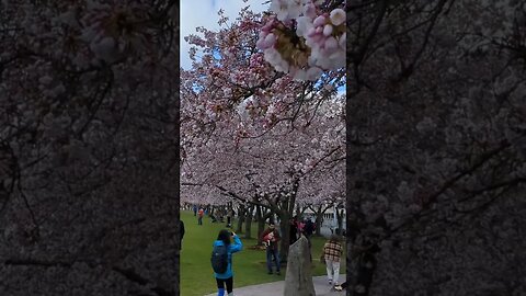 3-25-2023 Cherry Blossom Season