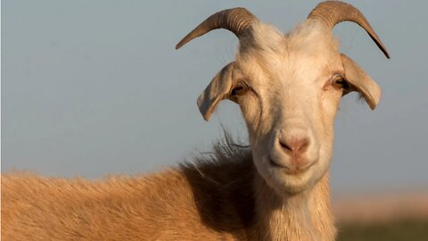 The Talmud and its Hateful Teachings Narrated by Diane St Laurent