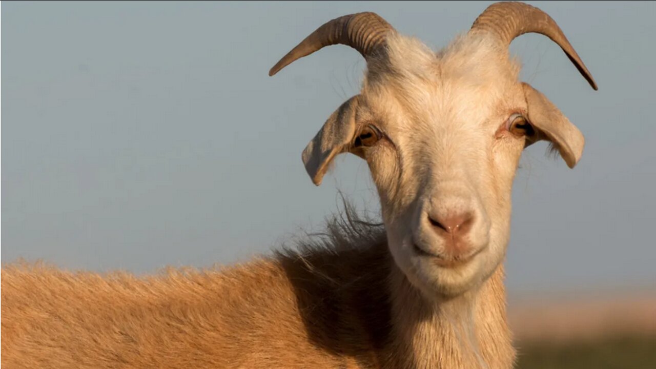 The Talmud and its Hateful Teachings Narrated by Diane St Laurent
