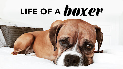 A Day In The Life Of A Boxer Dog | Quarantine Life With My Dog