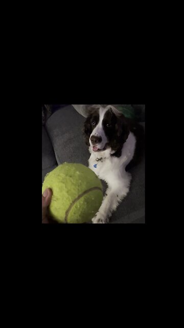 Springer Spaniel Finds Giant Tennis Ball Toy And Loves It! #dogshorts #springerspaniel