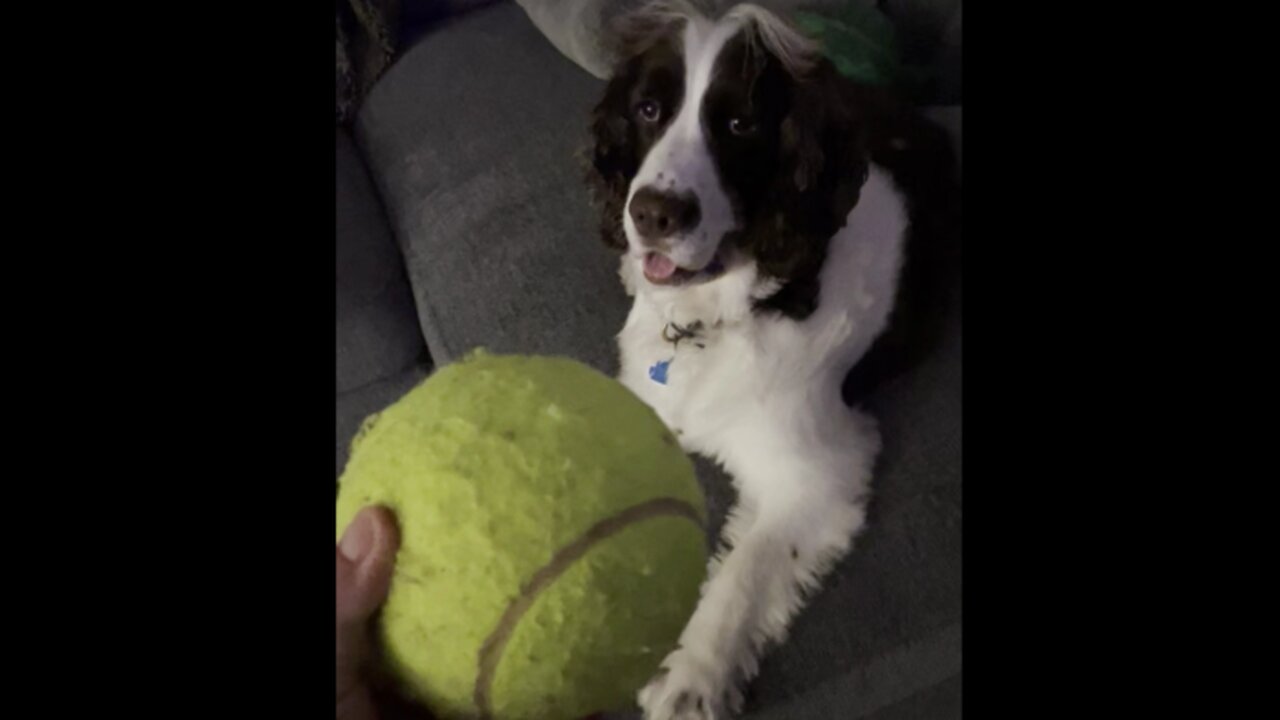 Springer Spaniel Finds Giant Tennis Ball Toy And Loves It! #dogshorts #springerspaniel