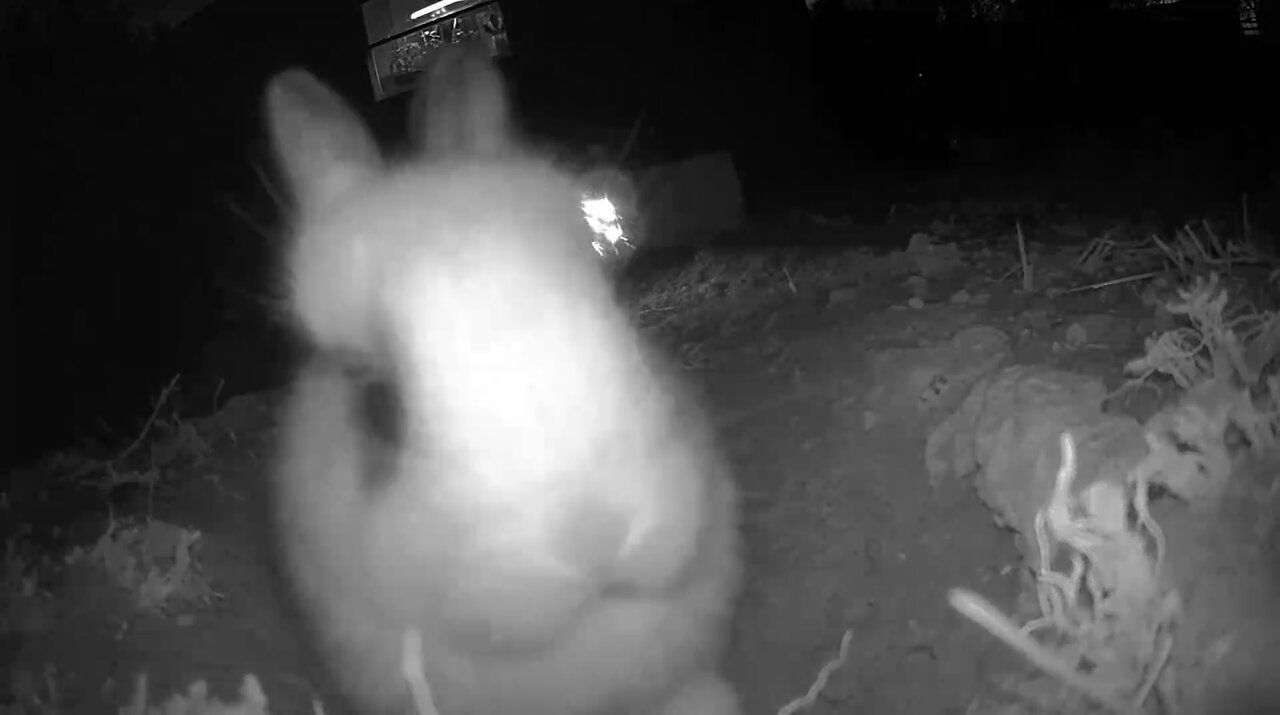 Baby Bunny Cam 2