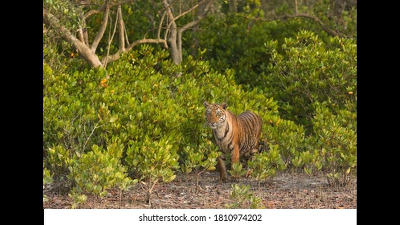 "Exploring the Enchanting Sundarbans: A Wildlife Odyssey in the Mangrove Paradise"