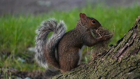 Drama in the Squirrel World