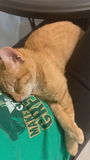 Never knew love like this before