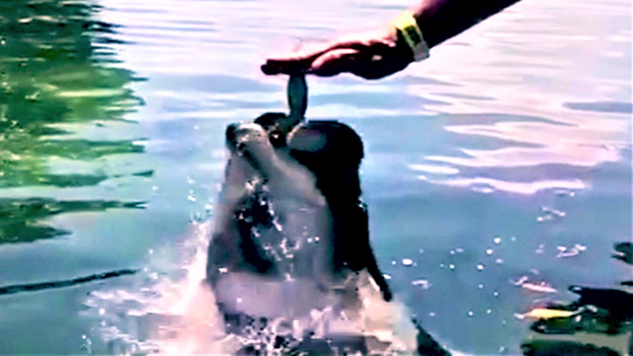 Hand-feeding a monster-sized fish during feeding frenzy