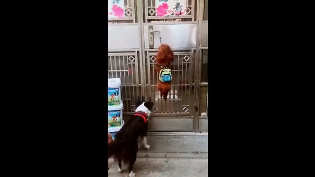 Pet comedy video