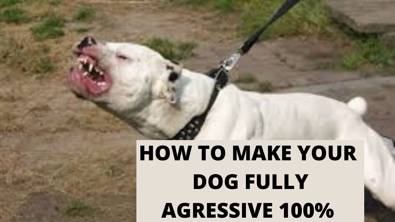 How to make your dog fully agressive 100% (fast results)