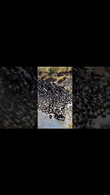 Great Migration River Crossing #shorts | #ShortsAfrica | #Augdailyshorts