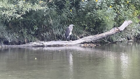 Great Blue Heron resting