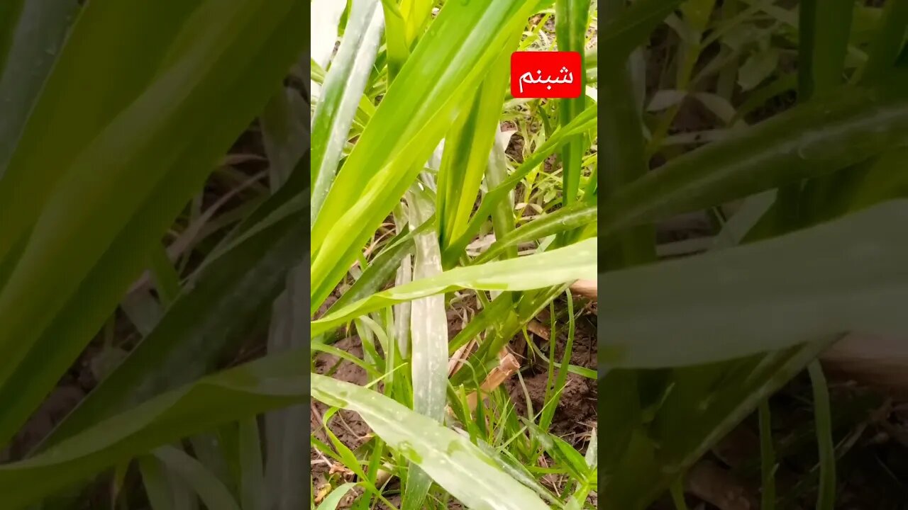 شبنم صبح کی