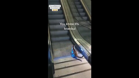 Funny Cat learns how to use escalator