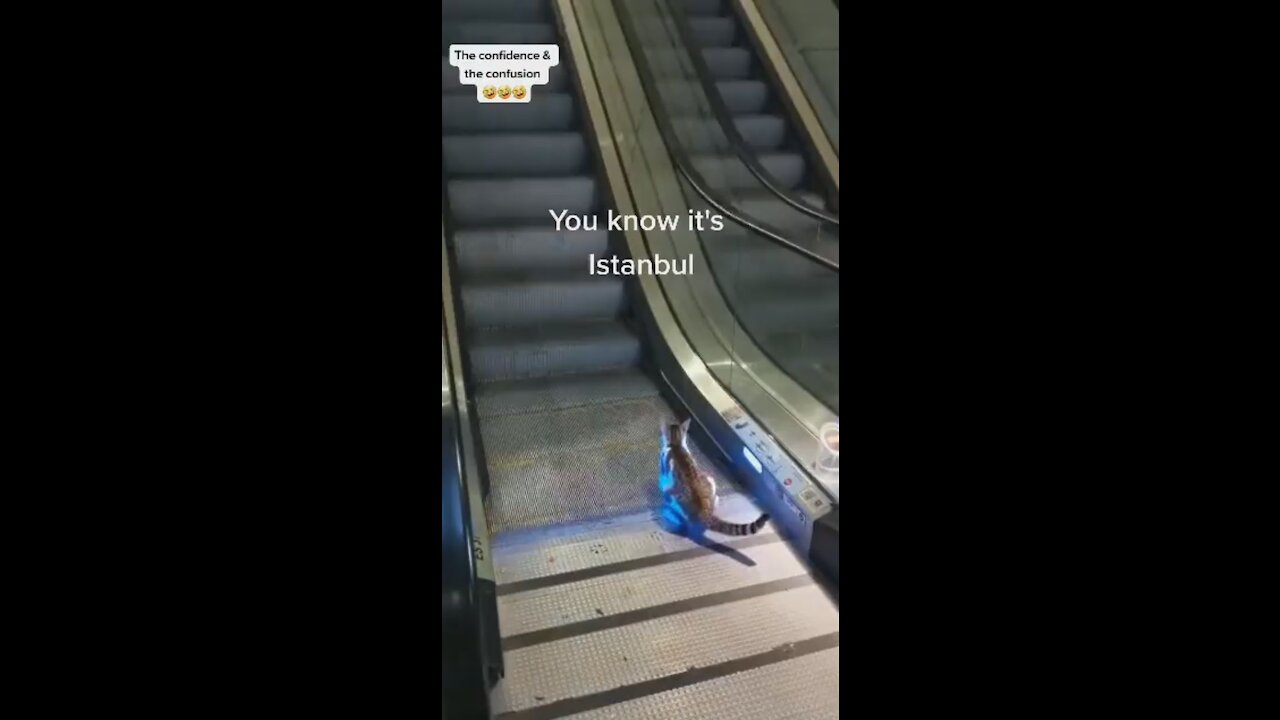 Funny Cat learns how to use escalator