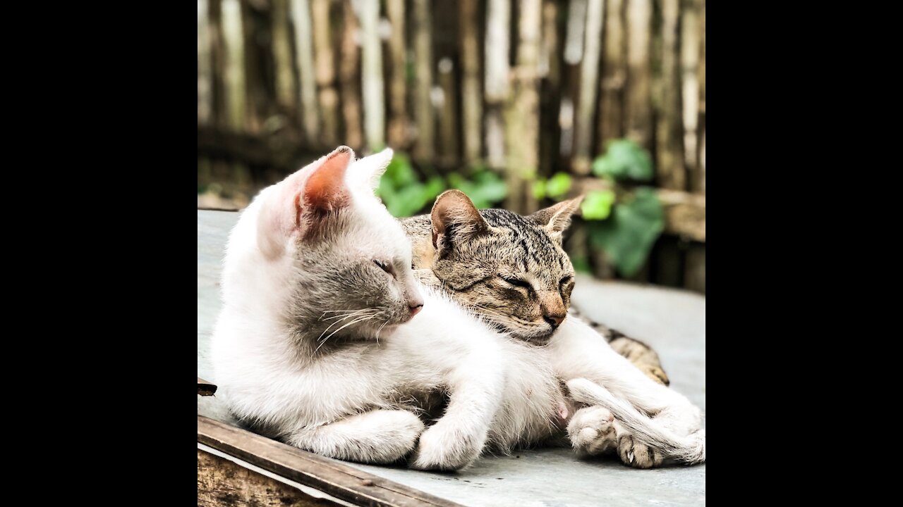 Funny animals compilation #20.