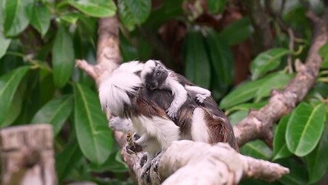 Critically Endangered Tamarins Born At Zoo, Seen Clinging To Parents