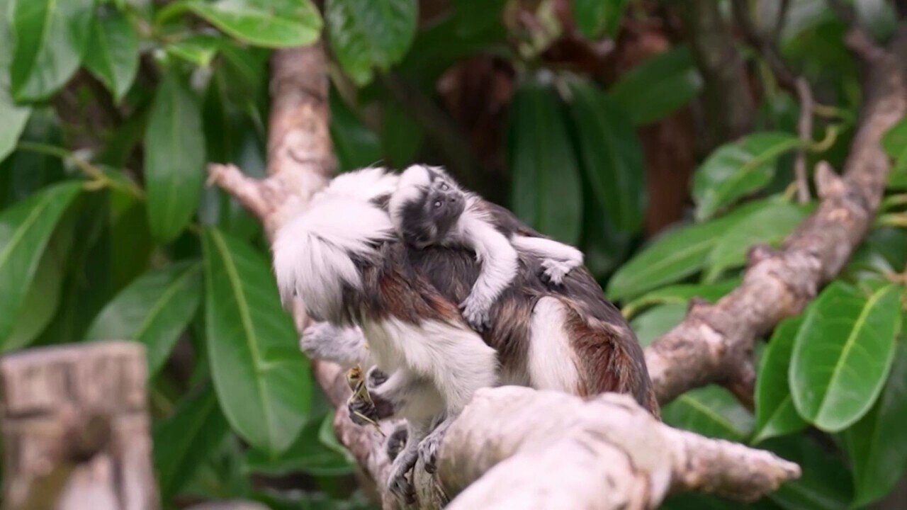 Critically Endangered Tamarins Born At Zoo, Seen Clinging To Parents