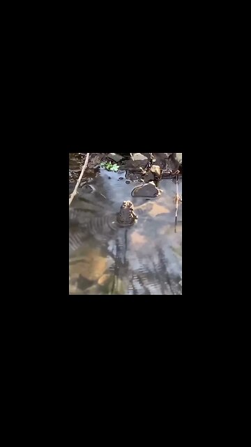 The mesmerizing pattern created by a toad calling in water. (Sound on) Credit: Lauren Hoover